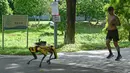 Seorang pria berolahraga di belakang robot berkaki empat yang mirip anjing, Spot selama uji coba dua minggu di Bishan-Ang Moh Kio Park, Singapura pada 8 Mei 2020. Robot itu menyiarkan pesan untuk mengingatkan warga untuk melakukan jaga jarak di tengah pandemi virus corona. (Roslan RAHMAN/AFP)