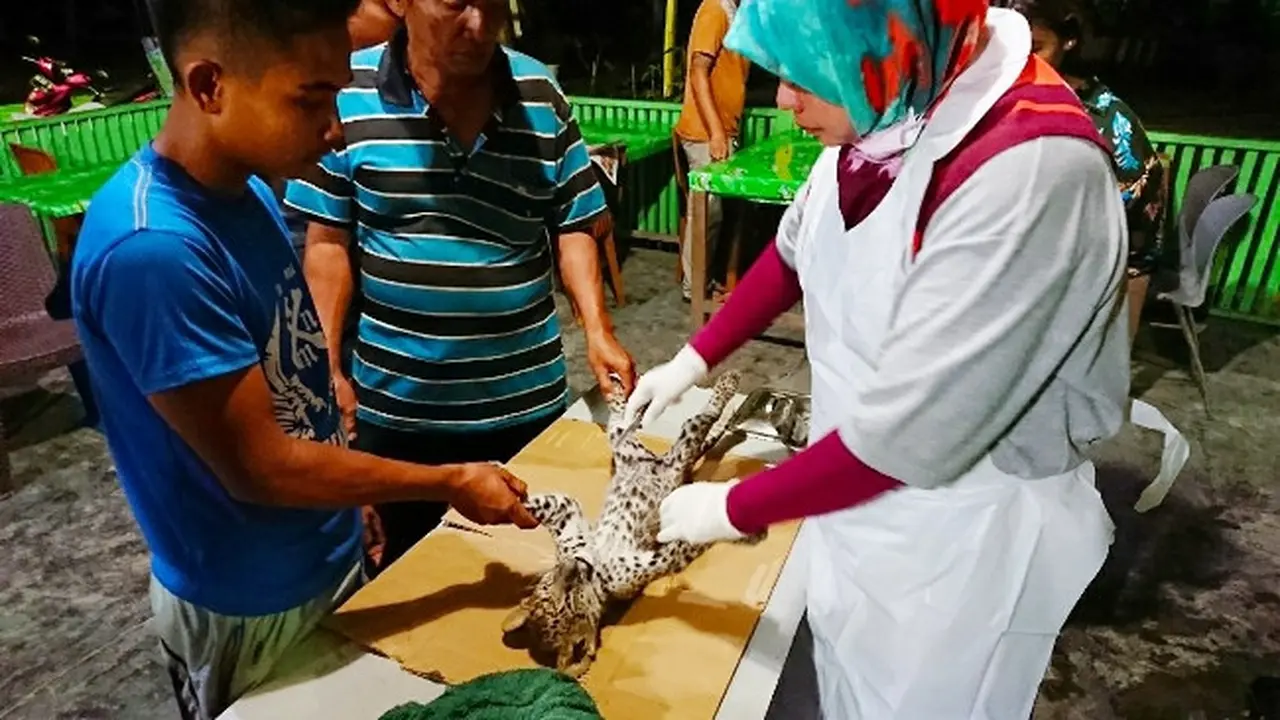 Dokter hewan dan pihak Kebun Binatang Kasang Kulim membedah bayi leopard mati untuk diketahui penyebab kematiannya.
