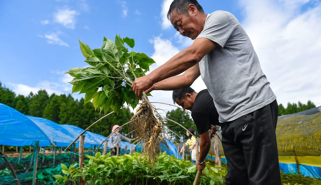 Seorang petani ginseng memanen ginseng di Desa Dafang di Wanliang, Wilayah Fusong, Provinsi Jilin, China timur laut, pada 28 Agustus 2020. Wanliang terkenal dengan industri ginsengnya. (Xinhua/Xu Chang)