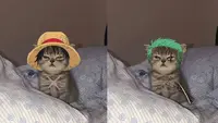 6 Editan Foto Kucing Jadi Kru Mugiwara One Piece Ini Tampak Lucu (IG/mugiwara)