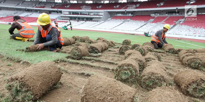 Rumput Stadion Utama Gelora Bung Karno Dipindah