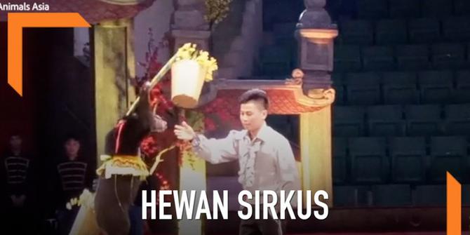 VIDEO: Penyelamatan Dua Anak Beruang Dari Sirkus di Vietnam