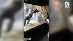 Rekaman Gorila yang menirukan gerakan pelatihnya.