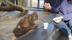 Sebuah rekaman menunjukkan, seekor Orangutan tampak memandang heran saat menyaksikan trik sulap sederhana yang dilakukan salah seorang pengunjung di sebuah kebun binatang di Amerika Serikat. (dailymail.co.uk)