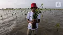 Bakau jenis Rhizophora Mucronata mempunyai tingkat serapan tinggi terhadap karbon dan dapat melindungi dari abrasi laut. (Liputan6.com/Angga Yuniar)