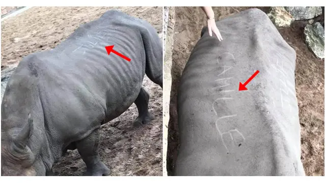 Pengunjung Garuk Punggung Badak dengan Jari, Fotonya Bikin Geram
