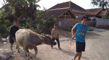 900+ Gambar Hewan Kurban Kerbau Gratis Terbaru
