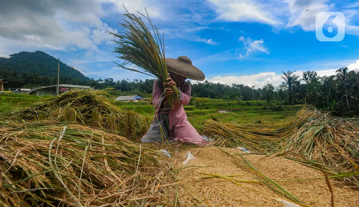 Petani merontokkan padi jenis baligo di sawahnya kawasan Sukamakmur, Bogor, Jawa Barat, Sabtu (27/04/2024). (merdeka.com/Arie Basuki)