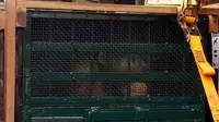 Kisah 9 Orangutan Diselundupkan ke Malaysia Hingga Akhirnya Pulang Kampung