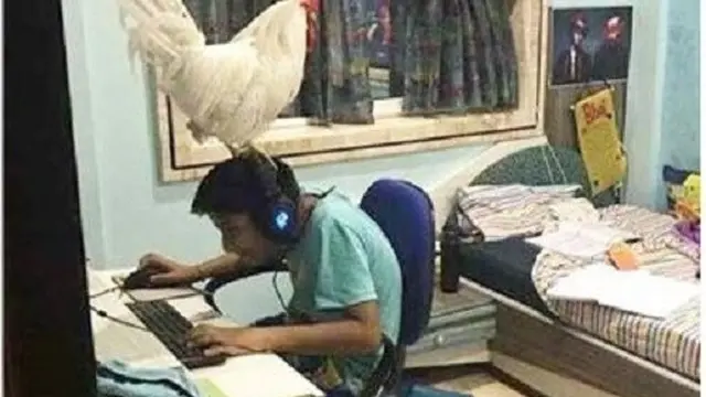 9 Tingkah Ayam Ganggu Manusia Ini Bikin Geregetan, Kocak