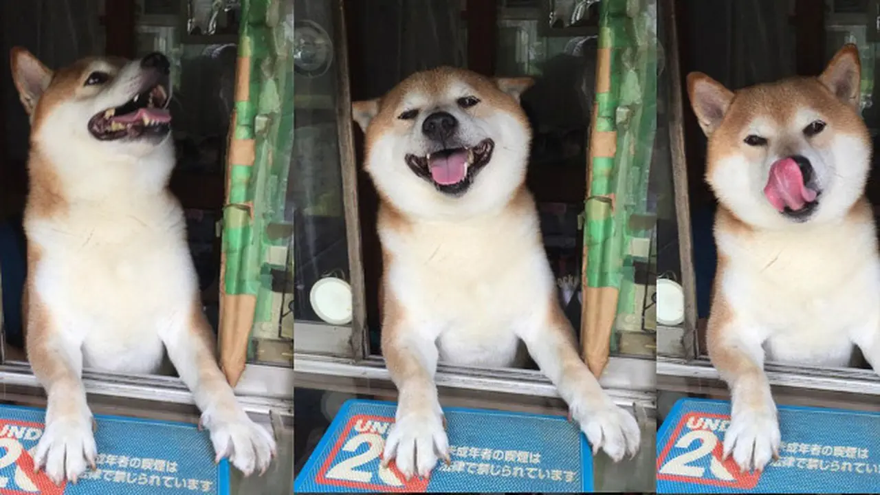 Anjing Shiba Pensiun Jadi Penjaga Toko