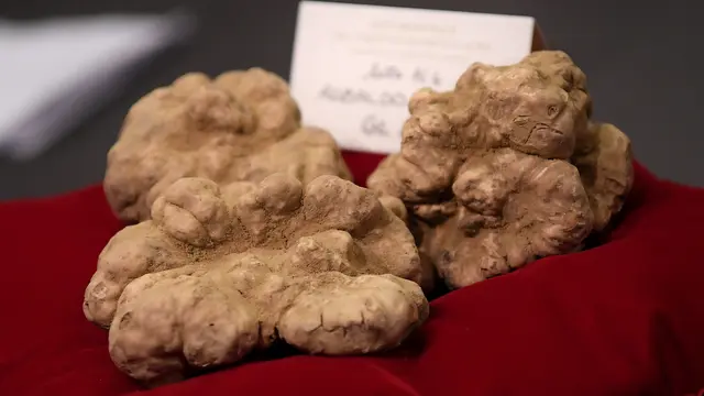 Jamur Truffle Putih Asal Italia Ini Terjual dengan Harga Rp 1,1 Miliar