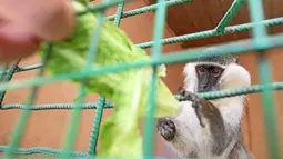 Salah Tolba, penjaga kebun binatang Mesir memberi makan seekor monyet di kebun binatang, Giza, Mesir, 28 April 2016. Kebun binatang ini adalah rumah bagi beberapa satwa liar mulai dari kera, kucing liar dan reptil. (REUTERS / Mohamed Abd El Ghany)
