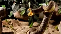 Lagi Asyik Merekam, Kamera Terjatuh di Lubang Ular Derik