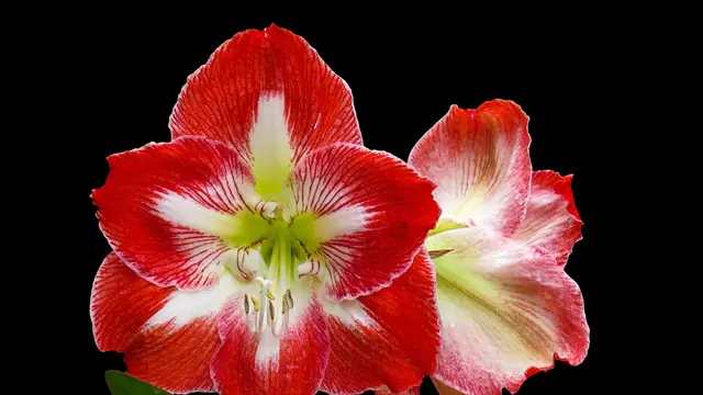 Amarilis