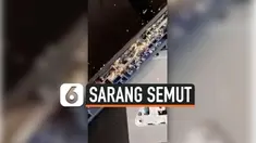 THUMBNAIL semut