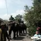 Gajah di Yogyakarta jalan-jalan (Liputan6.com/ Yanuar H)