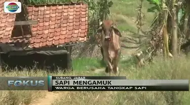 Khawatir masuk ke pemukiman warga, polisi tembak mati sapi yang mengamuk di Subang, Jawa Barat.