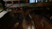 Barang bukti sapi dari Bali  diamankan di Polsek KP3 Tanjungwangi Banyuwangi (Hermawan Arifinato/Liputan6.com)