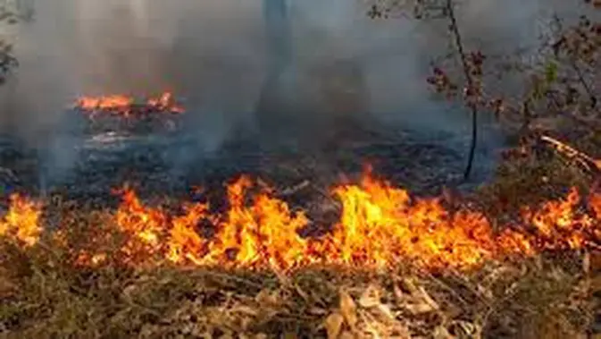 30 Hektare Lahan Terbakar di Sukabumi, Dipicu Ulah Manusia