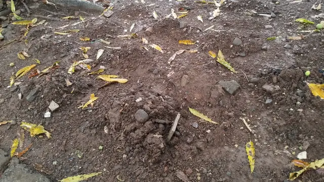 Makam Kucing di Sudut Senayan, Jejak Kepedulian Penyayang Hewan