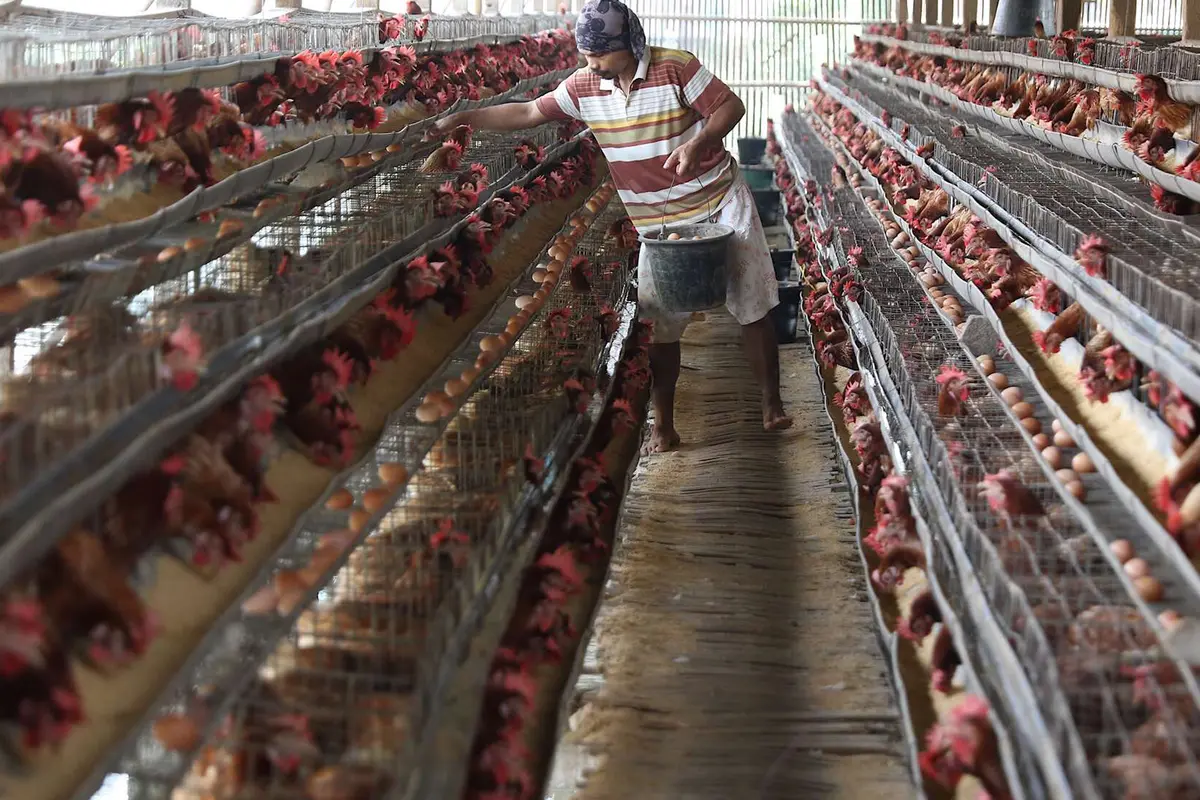 Peternak di Depok Ungkap Penyebab Tingginya Harga Telur Ayam