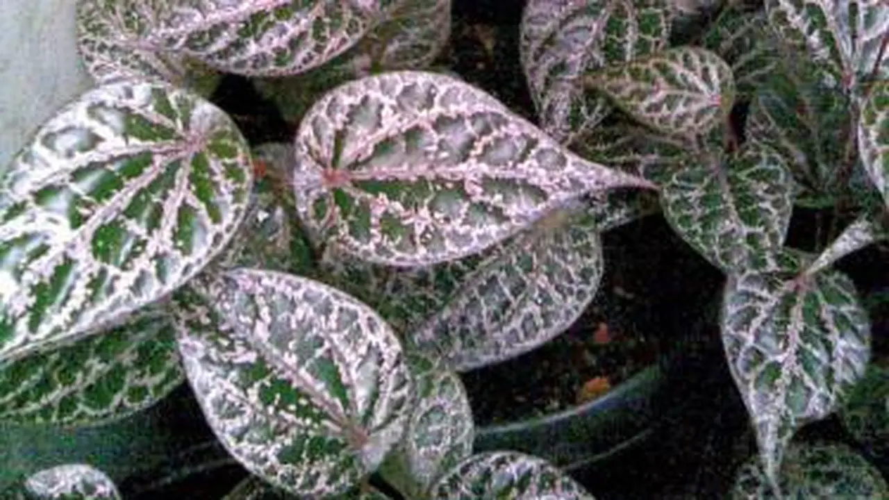 Daun sirih merah
