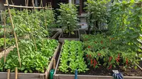 6 Model Kebun Sayur Mini Depan Rumah, Bikin Hunian Asri &amp; Produktif Meski Lahan Sempit