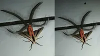 Serangga aneh yang konon berasal dari Indonesia. (Facebook/Gandik)