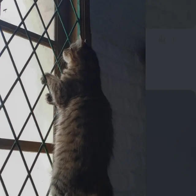 6 Potret Kucing Lihai Panjat Jendela Ini Bikin Geleng Kepala, Ada Saja Tingkahnya