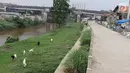 Kambing memakan rumput di bantaran Sungai Ciliwung, Jakarta, Rabu (7/11). Peternak menggembalakan kambingnya di kawasan tersebut untuk mengurangi biaya pakan. (Liputan6.com/Immanuel Antonius)