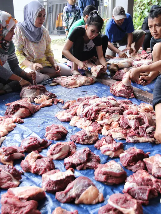 Pada lebaran haji tahun ini, penyanyi dangdut Ayu Ting Ting merayakannya dengan menyembelih tiga ekor sapi. Acara penyembelihan sapi dilakukan dikediamannya, di kawasan Depok, Jawa Barat Jumat (1/9/2017). (Adrian Putra/Bintang.com)