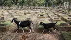 Sejumlah kambing mencari makan di antara makam yang berada di TPU Pondok Rangon, Jakarta, Sabtu (10/8/2019). Kambing tersebut sengaja digembalakan di area kuburan oleh pemiliknya lantaran kurangnya lahan hijau di daerah perkotaan. (Liputan6.com/Faizal Fanani)