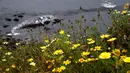 Bangkai paus abu-abu mati terdampar di pantai dekat Pacifica State Beach, Pacifica, California (14/5/2019). Paus itu ditemukan dalam keadaan mengenaskan dengan kulit yang terkelupas. (AFP Photo/Justin Sullivan)