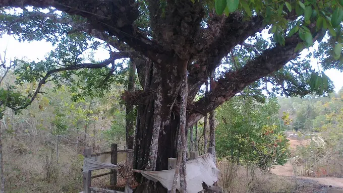 10 Pohon yang Konon Jadi Tempat Tinggal Para Hantu