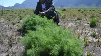 Kumpulan tanaman itu kini telah membentuk hamparan seluas 20 hektare di Oro-oro Ombo Gunung Semeru. (Zainul Arifin/Liputan6.com)