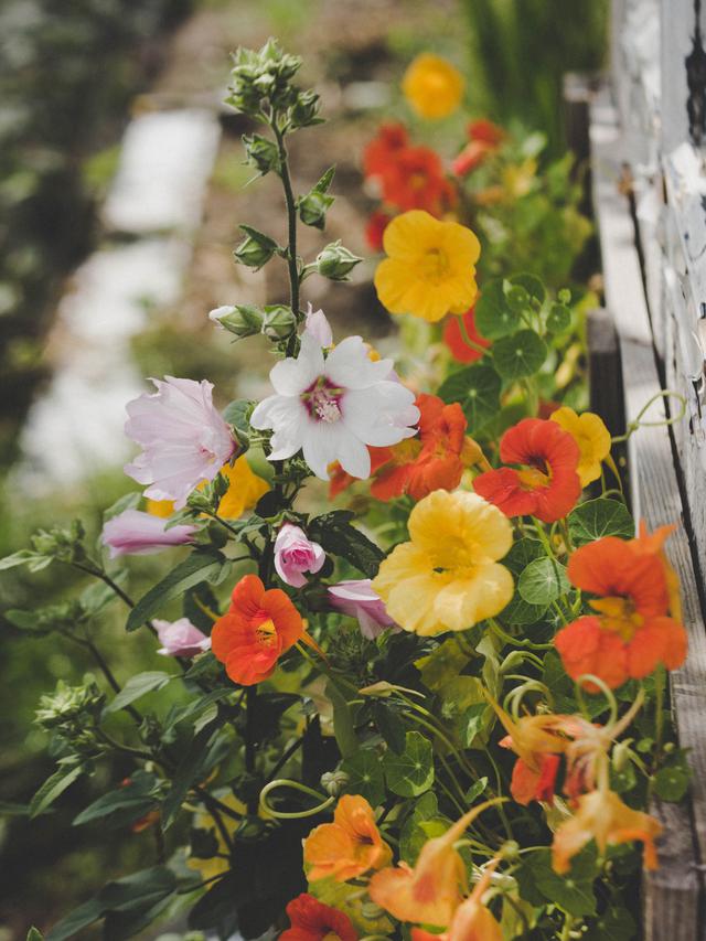 7 Jenis Bunga Cantik yang Bisa Dimakan