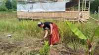 Aris Munandar, petani sederhana yang berada di balik kampanye Gibran dan Luthfi 'mengacaukan' hegemoni PDIP di Jawa Tengah. Foto: liputan6.com/edhie prayitno ige&nbsp;