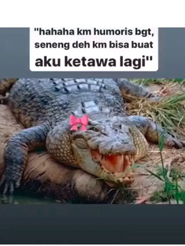 10 Meme Buaya Darat Versi Betina Ala Netizen Ini Bikin Geleng Kepala