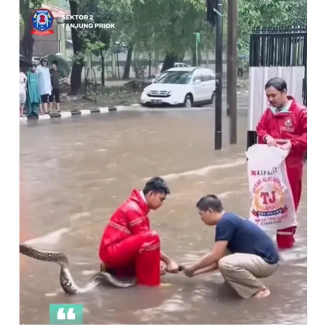 Ular Sanca 3 Meter Gegerkan Warga saat Banjir, Berhasil Dievakuasi Damkar