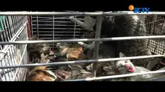 Petugas PPSU dan Satpol PP juga ikut melakukan penyisiran kucing liar disetiap sudut rusun.