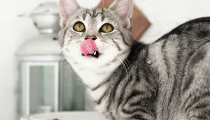 Apakah Kucing Bisa Merasakan Manis? Ini Penjelasannya