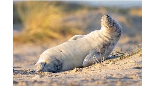 Potret Bayi Anjing Laut Berpose Layaknya Model (sumber: Instagram/@johan_siggesson_photo)