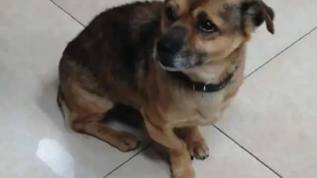 anjing menunggu majikan selama 3 bulan di RS