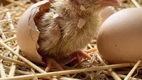 Cara Merawat Anak Ayam Baru Menetas agar Tumbuh Sehat dan Cepat Besar