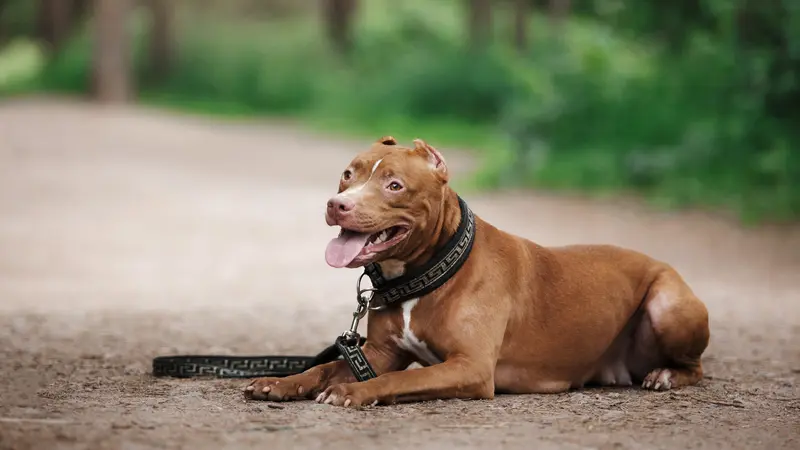 Pitbull Tewaskan Bocah, Ini Fakta Si Bodyguard Handal Sekaligus Pemburu Mematikan