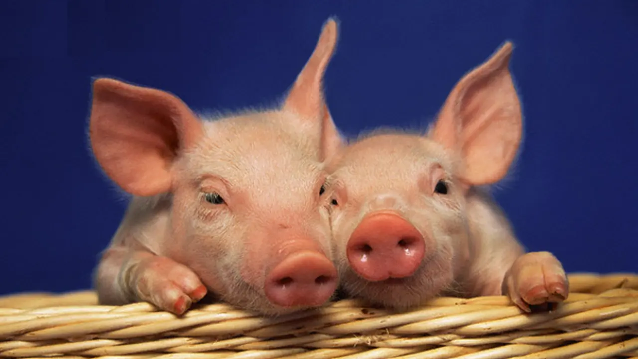 Babi, Bali 