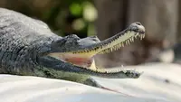 5 Animals from Prehistoric Times That Are Still Alive