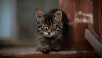 The 8 Smartest Cat Breeds in the World