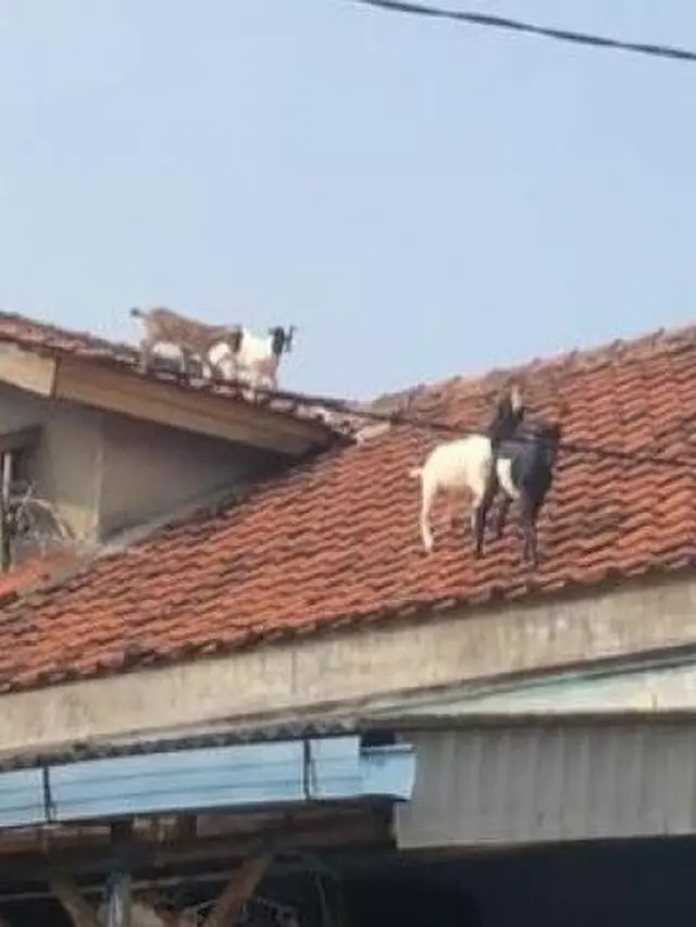 6 Penampakan Hewan di Atas Genteng Ini Bikin Heran, Netizen: Kok Bisa?